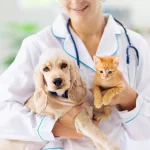 Compassionate Care: Navigating Veterinary Services in Frisco, TX